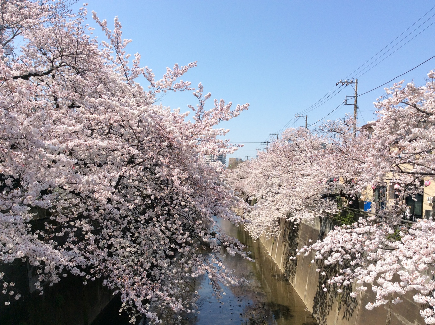 5. 石神井川(中板橋)1558818