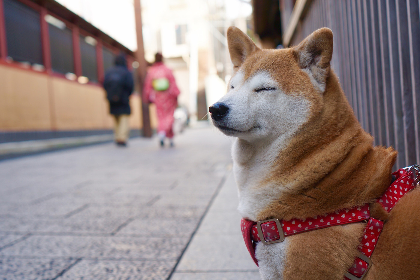 京都にて愛犬の様子。眠かったようです。