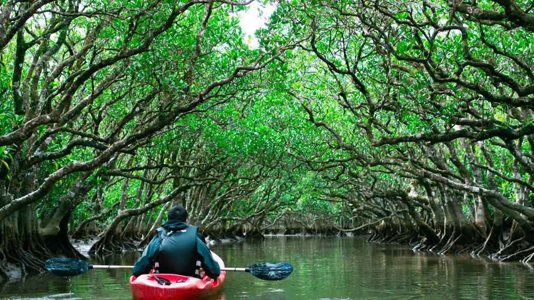 マングローブ / 4