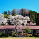 茨城大子町の桜・花見スポットと旨味がぎゅっ「奥久慈しゃも」グルメ