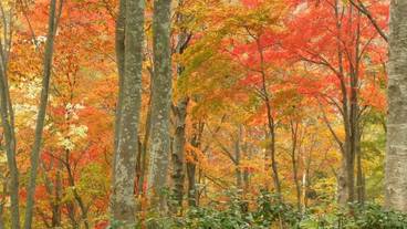 マウンテン ビュー / 27