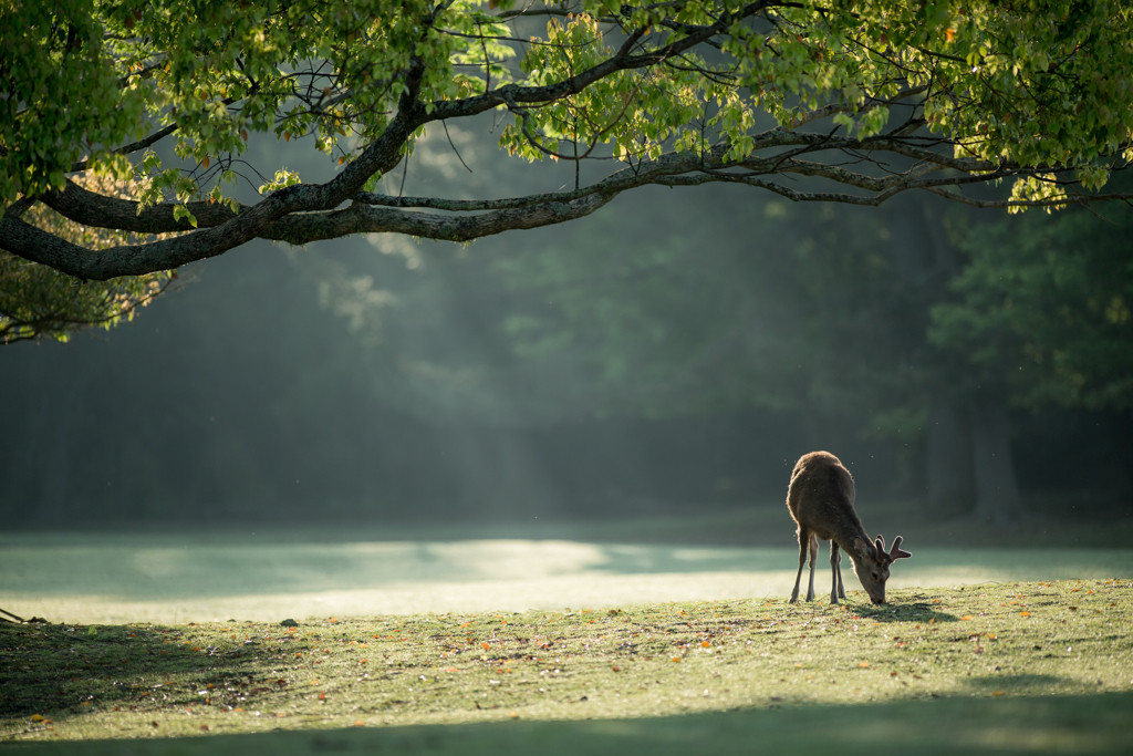 観光地の風を感じる宿で、のんびり過ごそう4009930