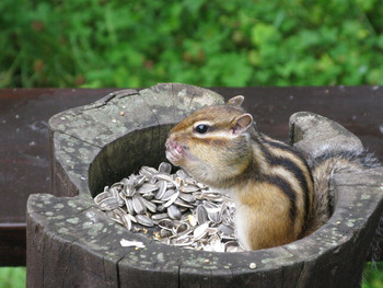 「チミケップホテル」その他 1056196 