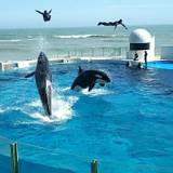 大迫力のショーに驚き！
「鴨川シーワールド」 / 1