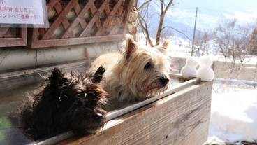 ペット同伴可 / 8