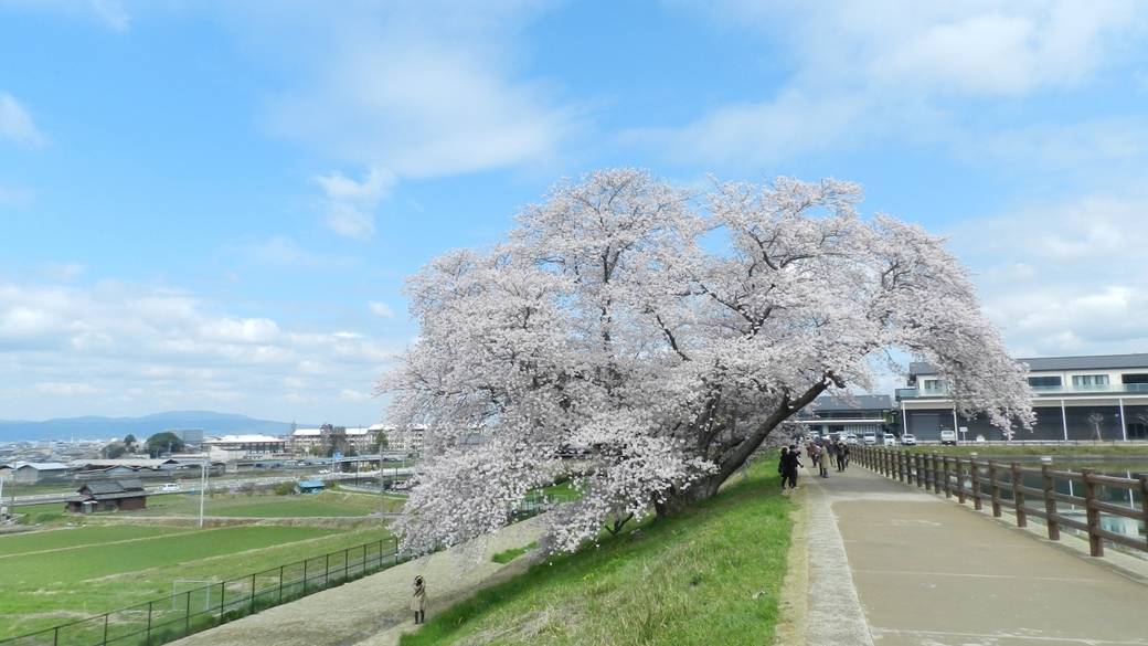 幾坂池の一本桜 / 1