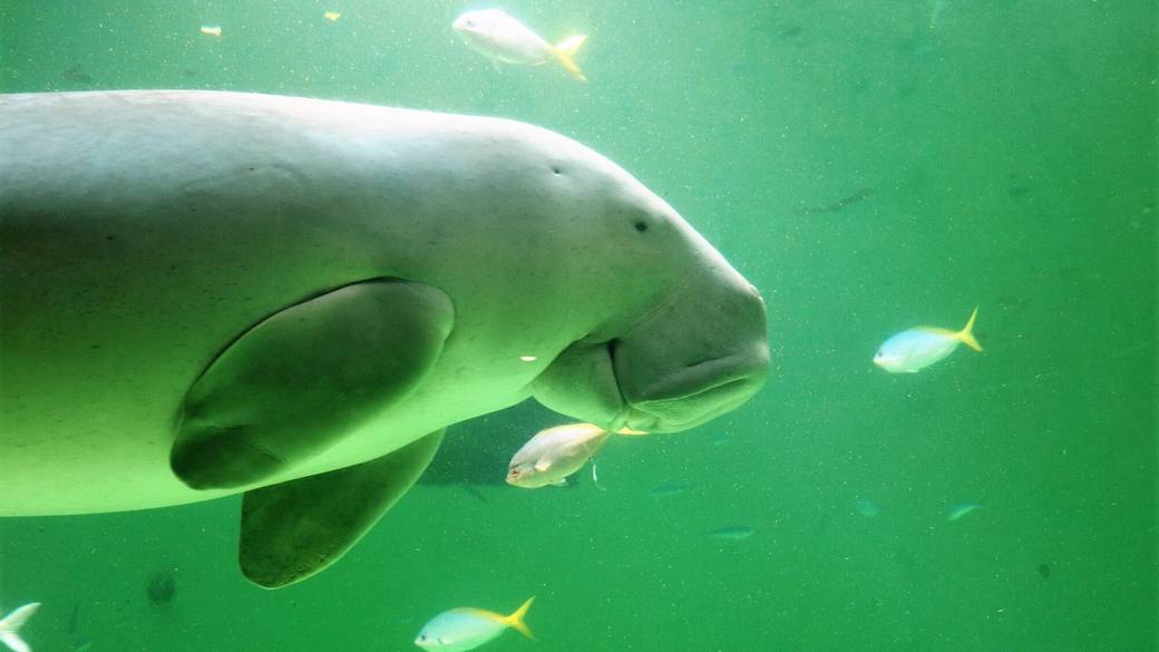 鳥羽水族館のジュゴン / 3