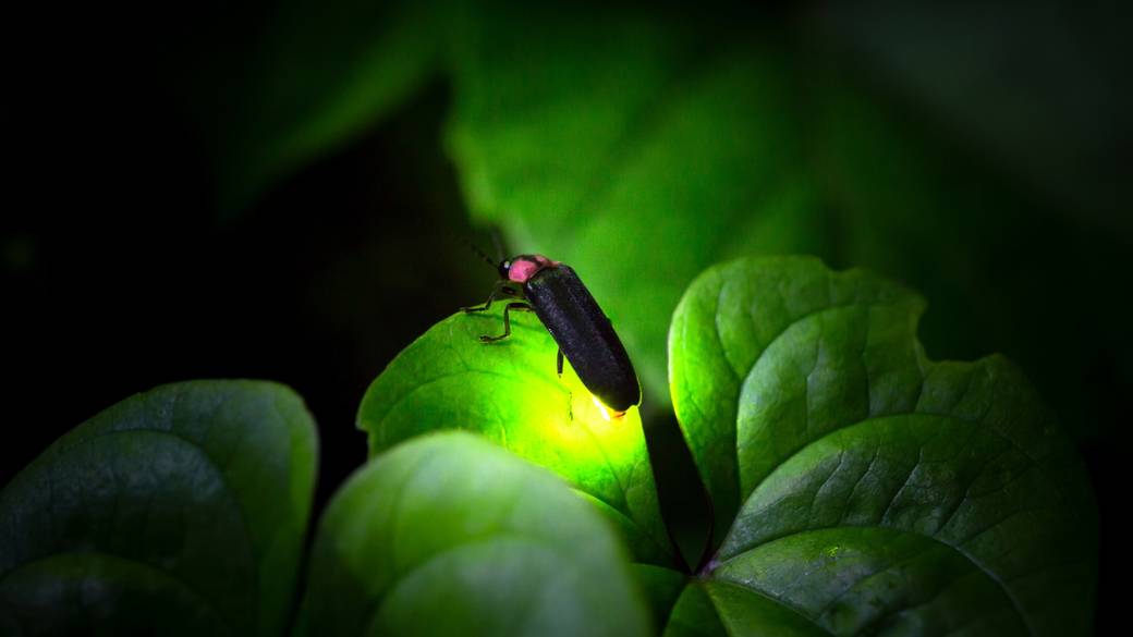 日本庭園を飛ぶ
蛍の灯りに胸高鳴る夜 / 2