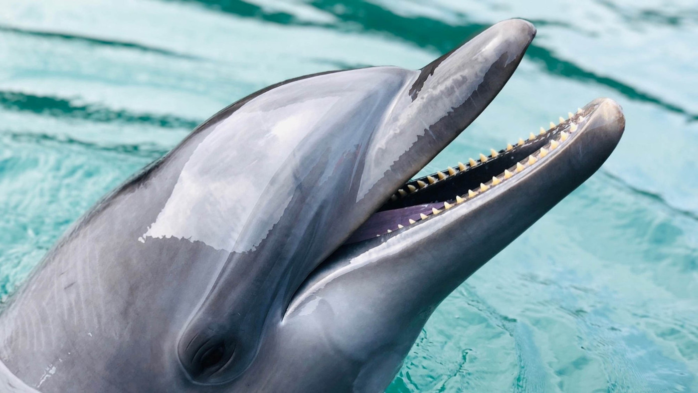 目の前は真っ青な海♪オーシャンビューと新鮮な全品料理が自慢のお宿3751471