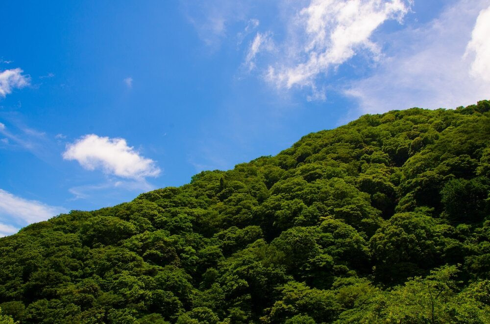 マウンテン ビュー