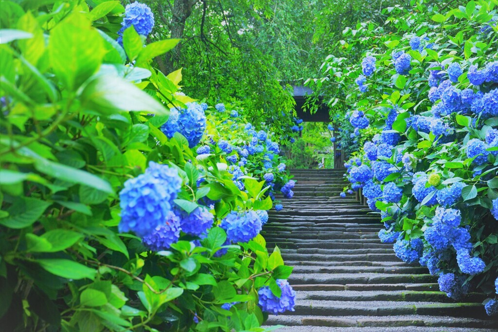 あじさいが咲き乱れるお寺で、彼とロマンチックなデートを♡2256655