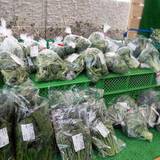 小田原漁港 とと丸食堂（オダワラギョコウトトマルショクドウ）