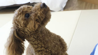 ワンちゃんルーム 和洋特別室 61m² (川側/禁煙)