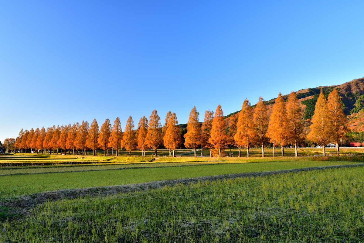 メタセコイア並木の紅葉