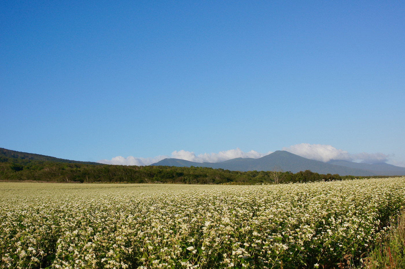 満開のそば畑と青空の岩内岳　北海道農業