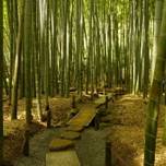 癒しの風景！美しい“竹林”がある関東のスポット5選