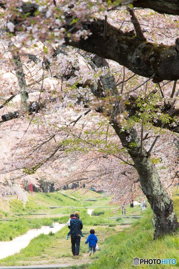 桜は春の訪れ1034503