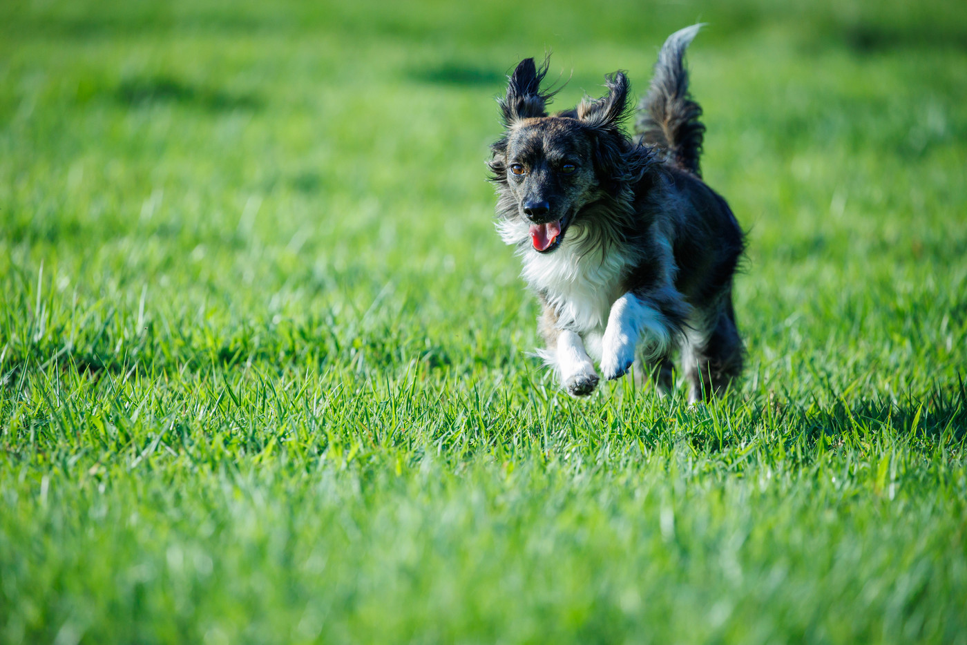 芝生の上で遊ぶチワックスの犬