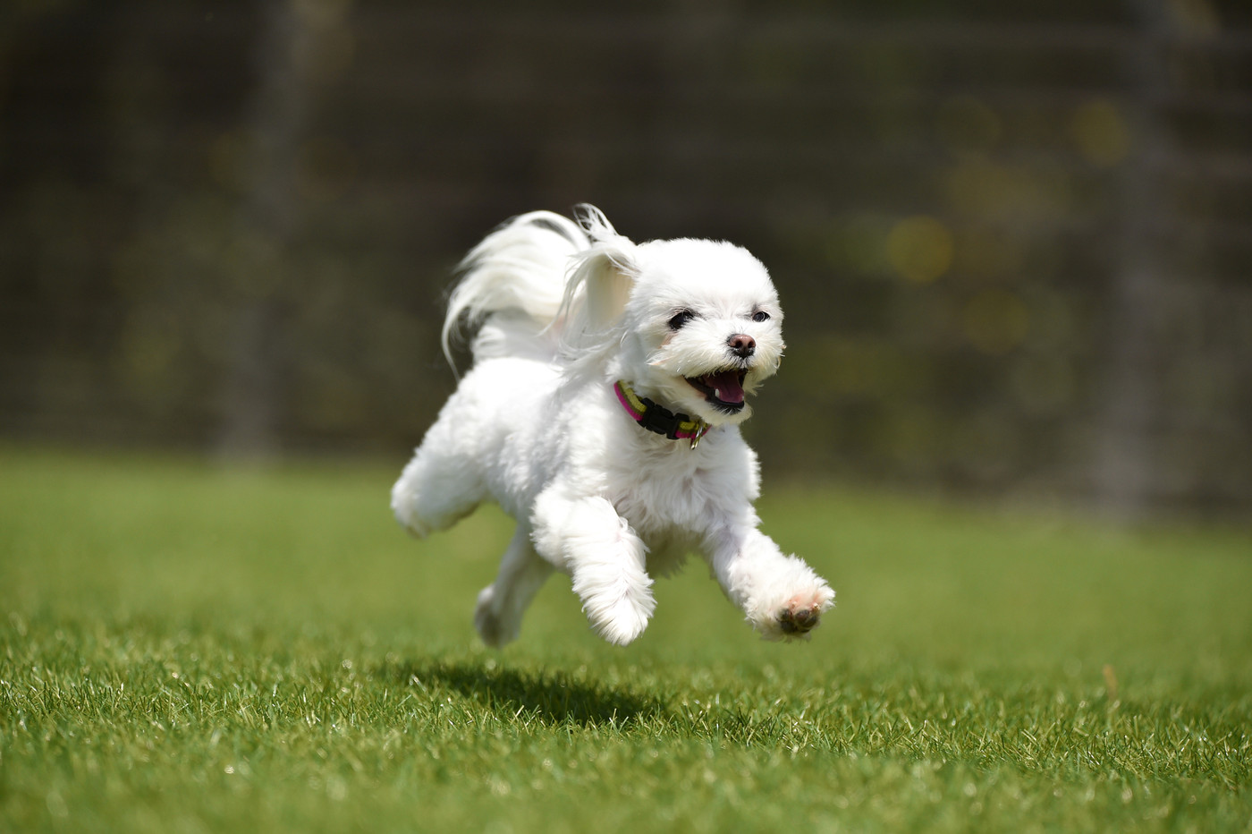 ドッグランで遊ぶマルチーズ