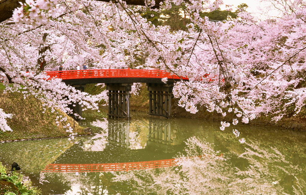 日本一とも称される弘前の桜の世界♪1556361