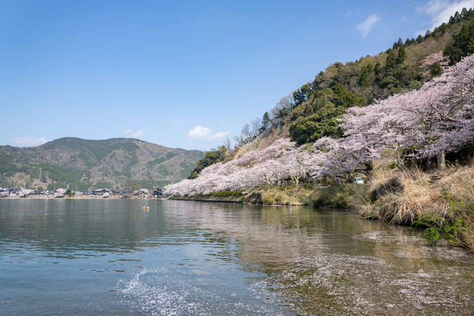 海津大崎の桜