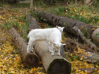 「ライステラスカフェ」 外観 6053895 子ヤギさん達