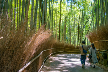 Kyoto Saga-Arashiyama bamboo grove narrow path