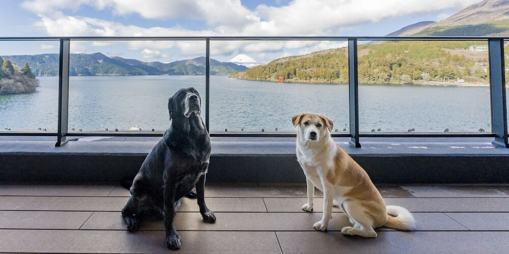 テラス / パティオ