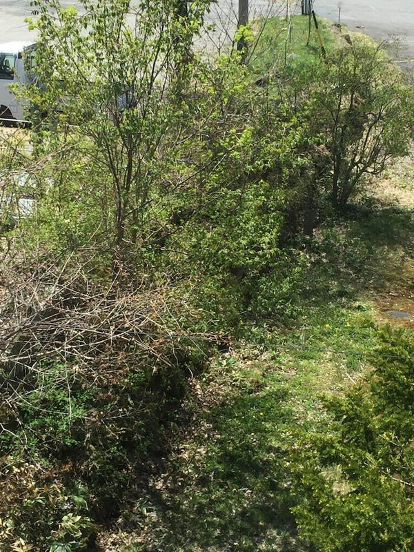 マウンテン ビュー