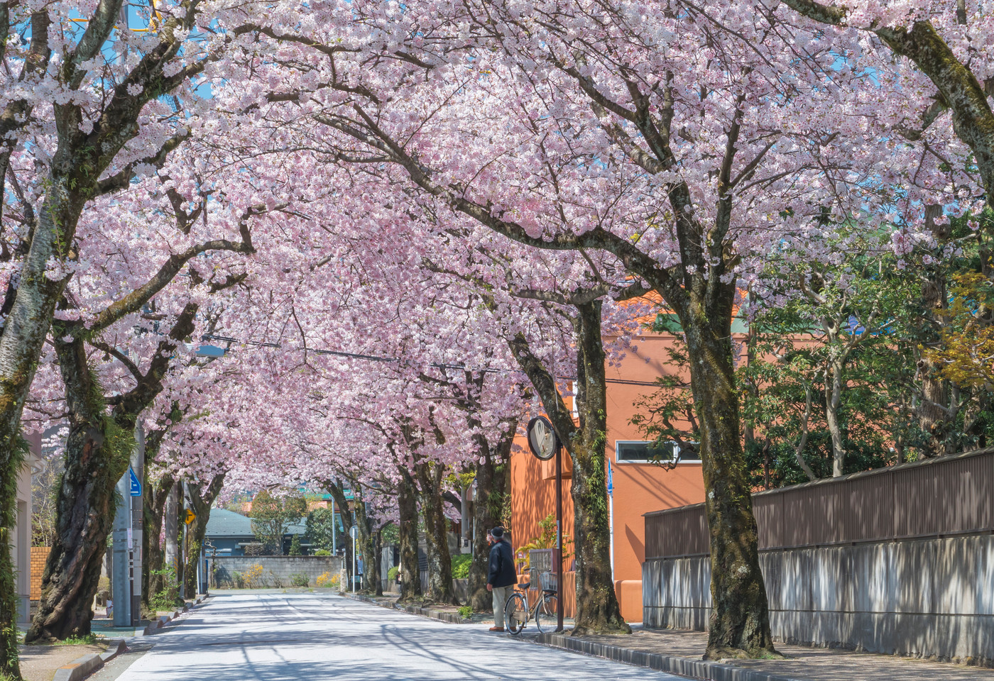 小田原 西海子小路 染井吉野