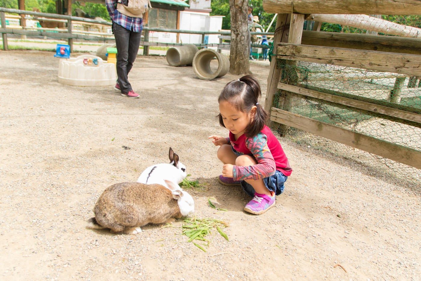 うさぎの餌付け