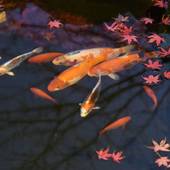 ホテルシンフォニーアネックス（山形県 リゾートホテル） / 4