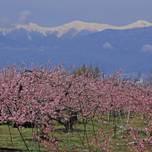 辺り一面が桃色の絨毯。日本の「桃源郷」を見る春の山梨観光
