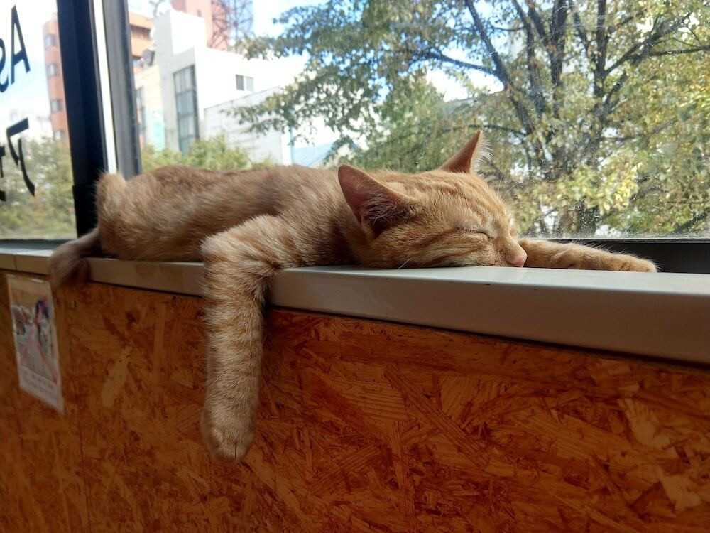 リビング エリア