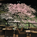 特等席で贅沢にお花見♡桜が美しい東京のカフェ＆レストラン7選