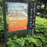 東京農業大学「食と農」の博物館（とうきょうのうぎょうだいがく「しょくとのう」のはくぶつかん）