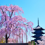 古くからの花見の名所が集まる近畿地方桜のおすすめスポット8選