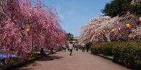 仙台でお花見しましょ♪行っておきたい桜の名所4選