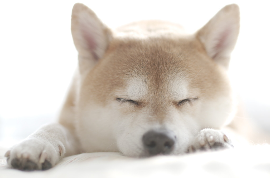 たっぷり癒されて、お互い笑顔になろう♪3928247