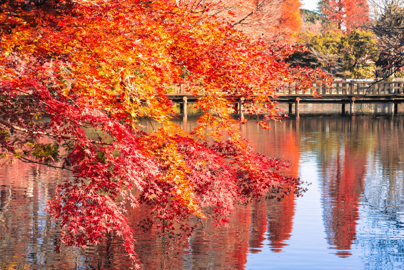代々木公園　噴水池の紅葉