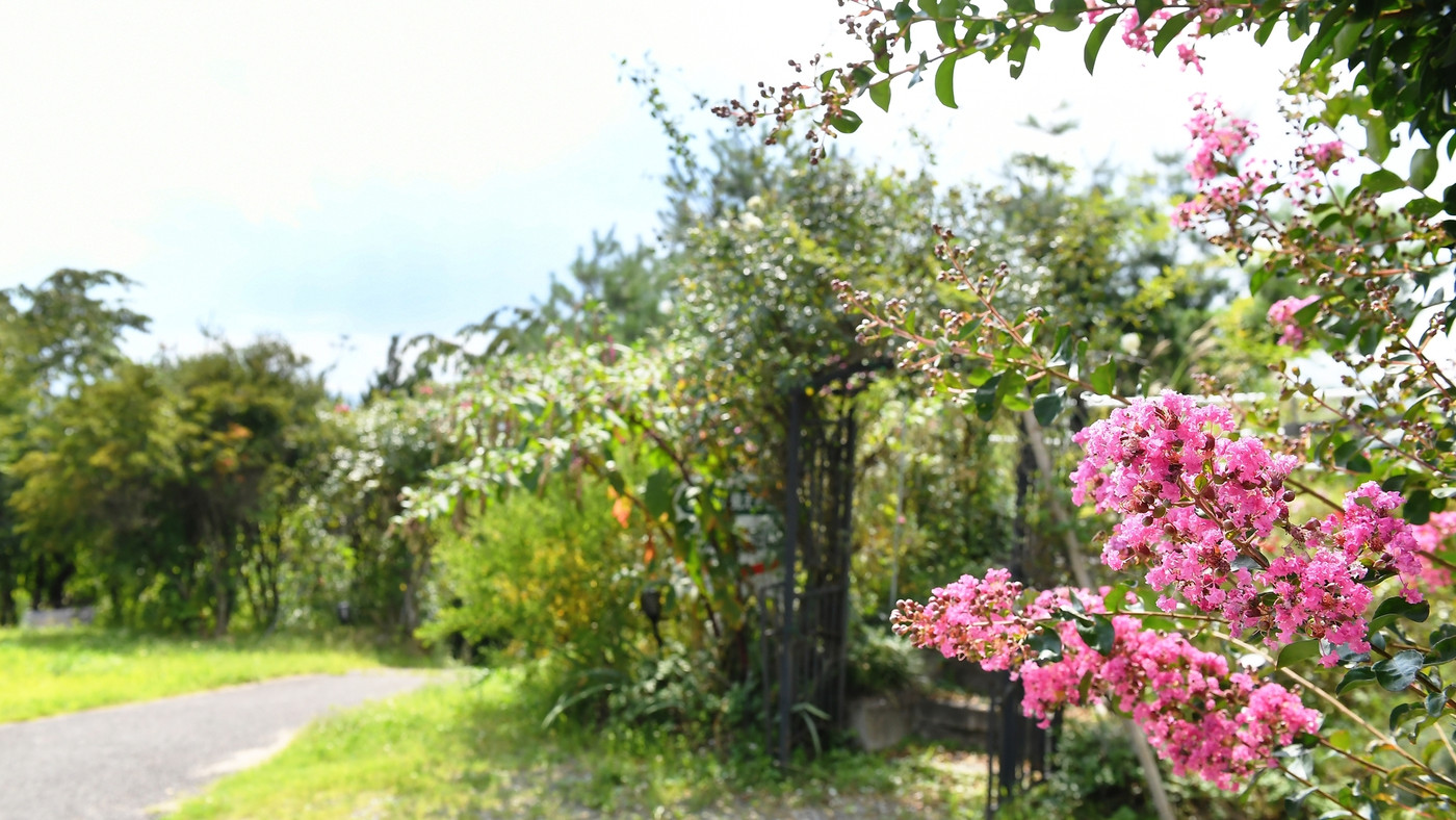 約1000坪の薔薇やハーブの庭園に囲まれた料理自慢の宿で身も心も満たされて3910582