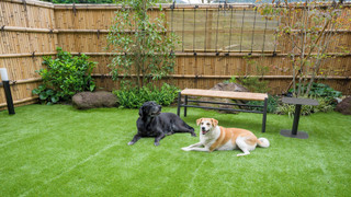 [F] 2ダブルベッド (ドッグフレンドリー) / 4名定員 禁煙