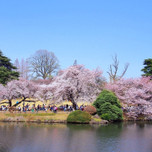 都内屈指の人気お花見スポット！「新宿御苑」で桜を楽しもう