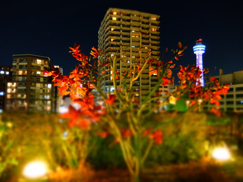 7.アメリカ山公園2996931