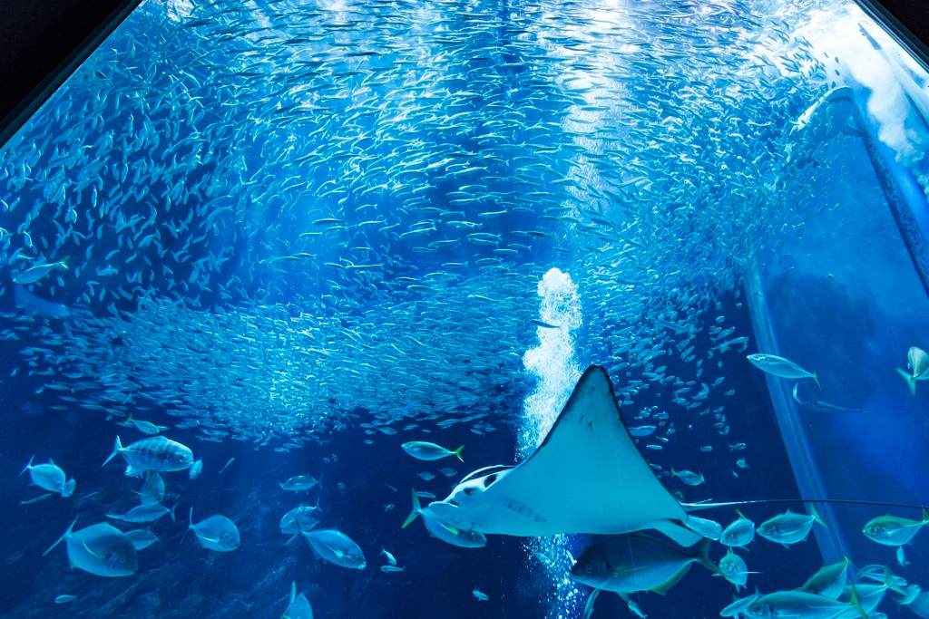 大水槽は迫力がありますよね。