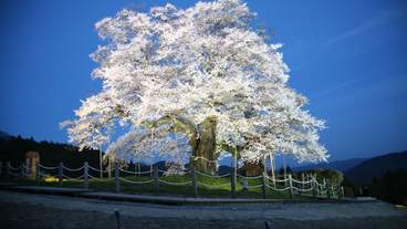 マウンテン ビュー / 21