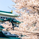 名古屋で春を感じましょ♪注目の桜スポット