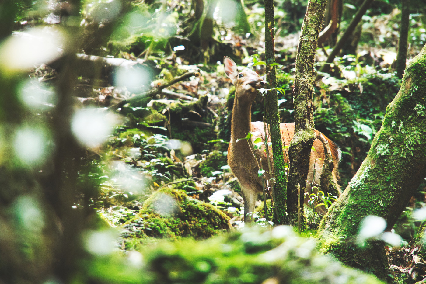 白谷雲水峡の鹿