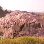 美しさに心が奪われる♡福島を代表する「三春滝桜」＆「紅枝垂地蔵桜」