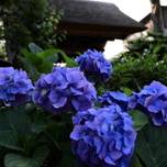 激混みだけどやっぱり素敵！鎌倉のあじさいを見て気分は快晴♪